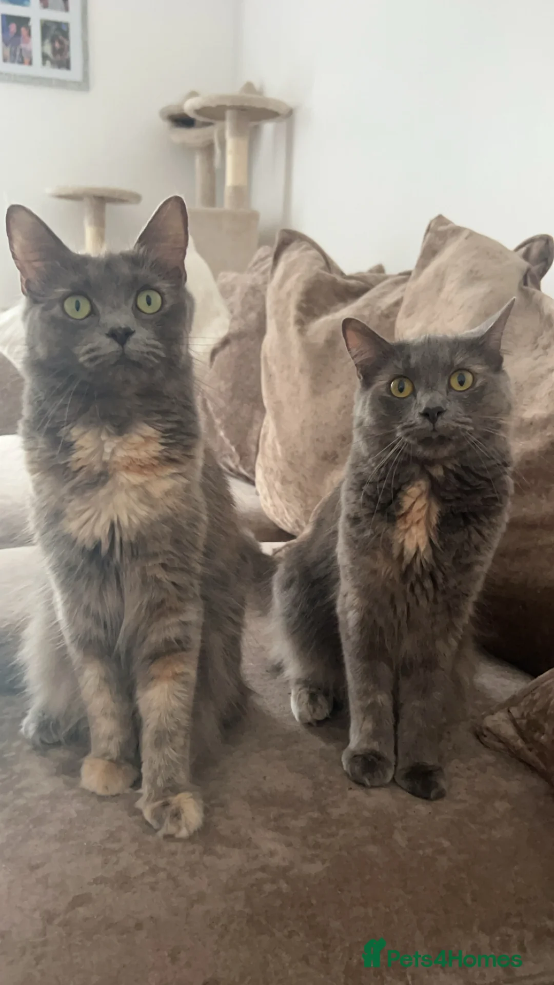 Maine Coon cats for sale: TWO FEMALE CATS - Advert 2