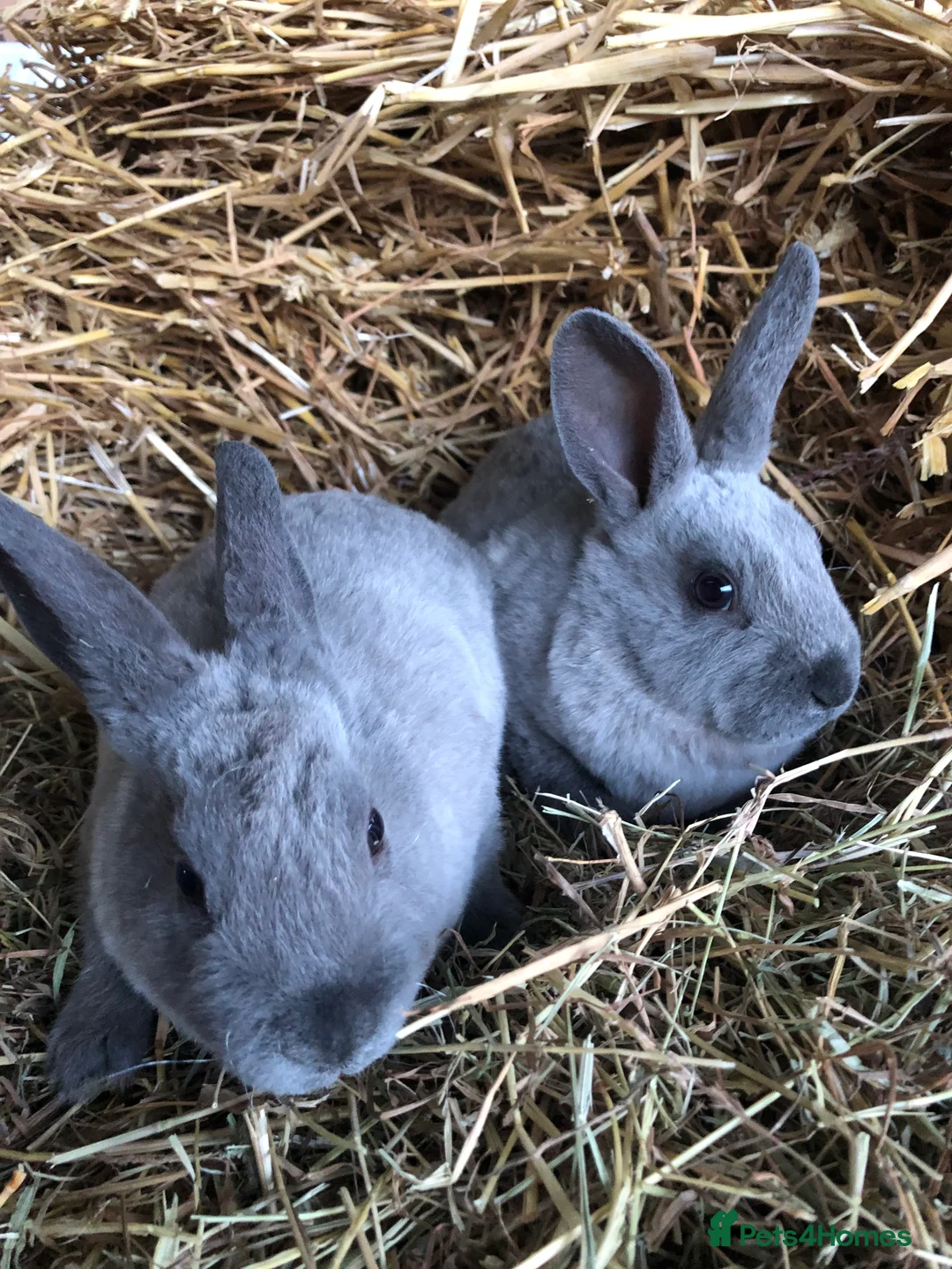 Rex rabbits for sale: Beautiful purebred velvet mini Rex rabbits 🐰🌿 - Advert 10