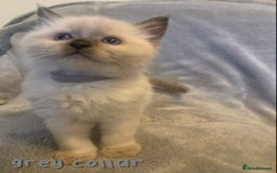 Ragdoll cats for sale: 5 Lovely, Pure Ragdoll Kittens - Image 5