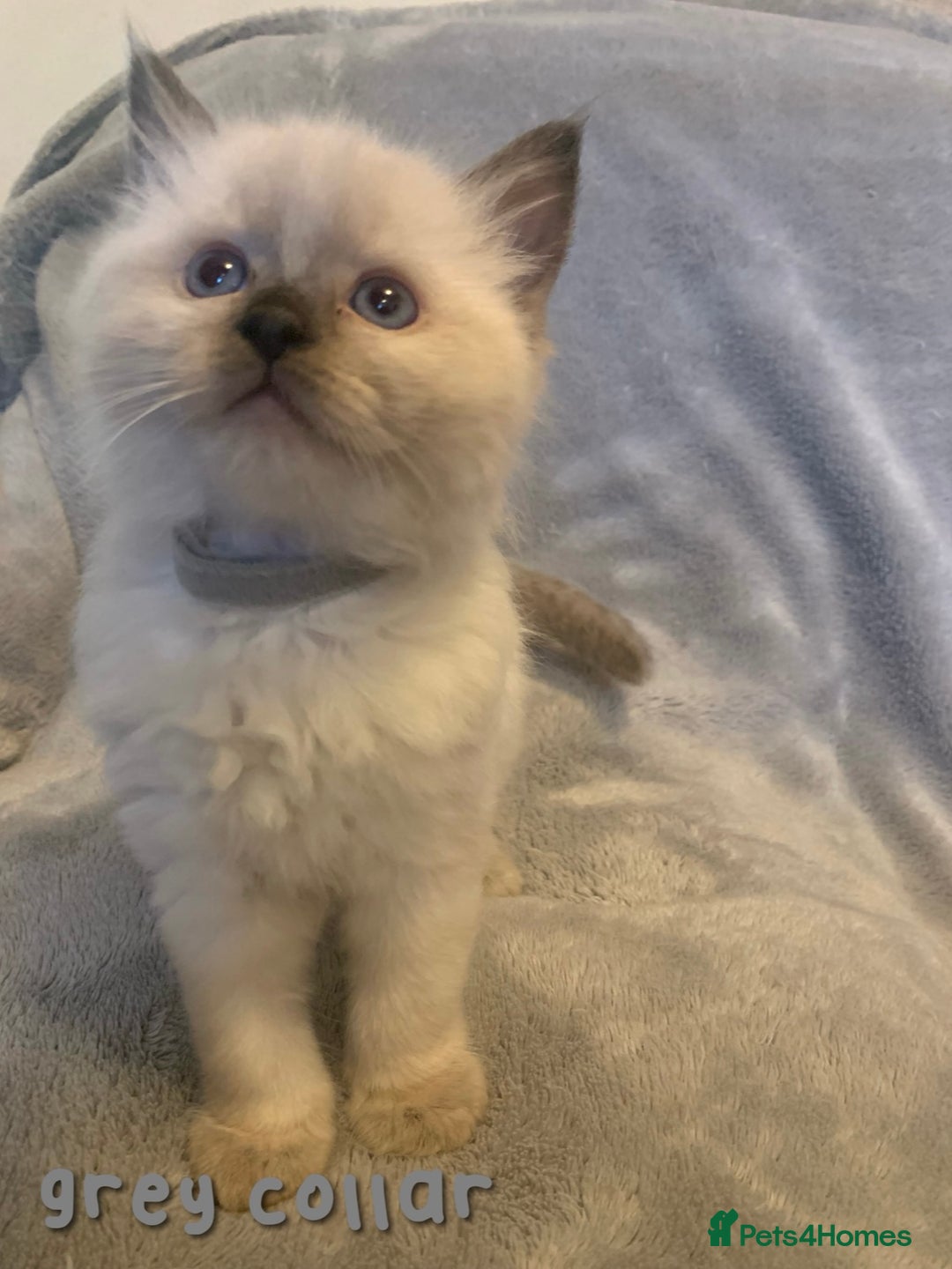 Ragdoll cats for sale: 5 Lovely, Pure Ragdoll Kittens - Image 5