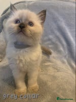Ragdoll cats - Advert 2