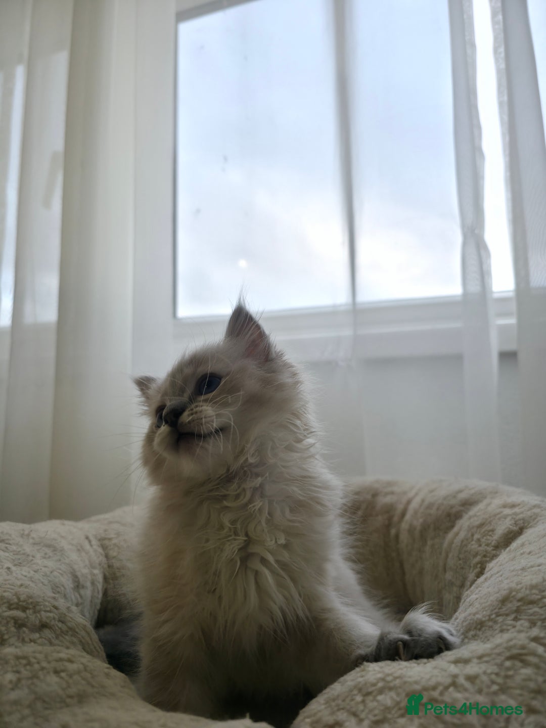 Ragdoll cats for sale: 🐾🌸STUNNING KITTENS| ONE LEFT!|🌸🐾 - Image 7