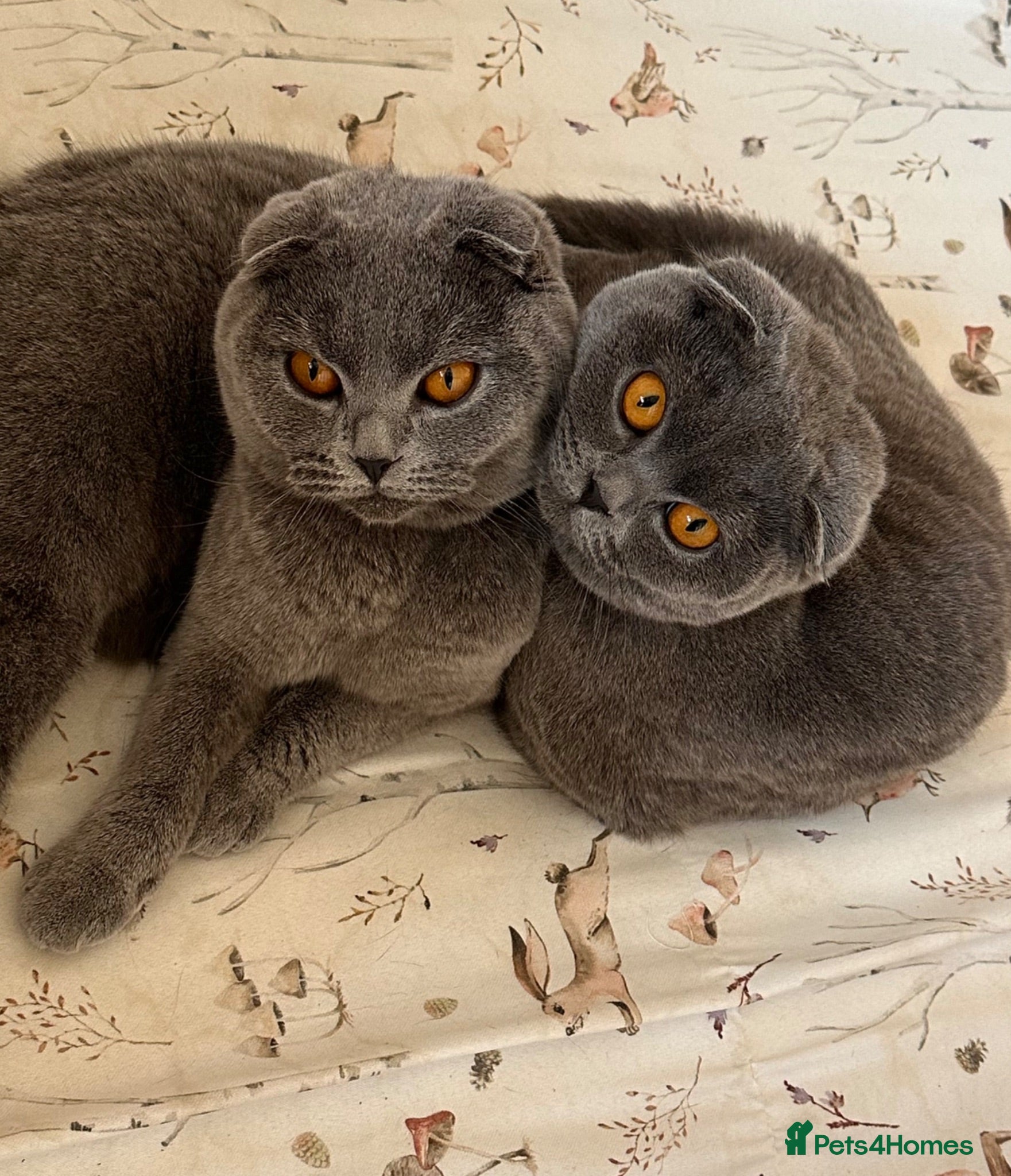 Scottish Fold cats Silver, amber eyed Scottish fold sisters  - Advert 11
