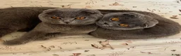 Scottish Fold cats for sale: Silver, amber eyed Scottish fold sisters  - Advert 1