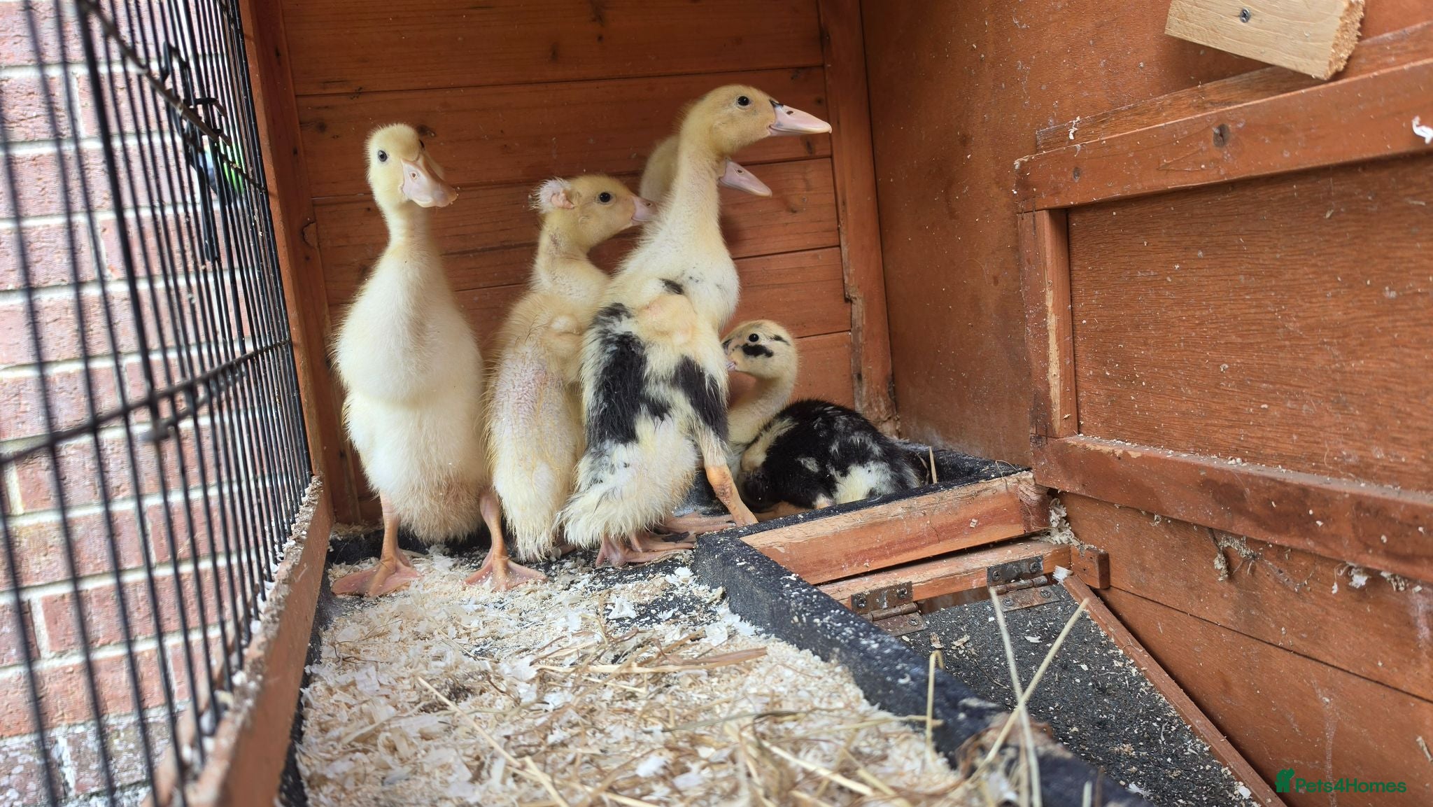 Ducks poultry Indian Runner Ducklings For Sale - Advert 3