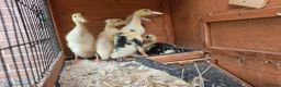 Ducks poultry for sale: Indian Runner Ducklings For Sale in Beverley - Advert 1
