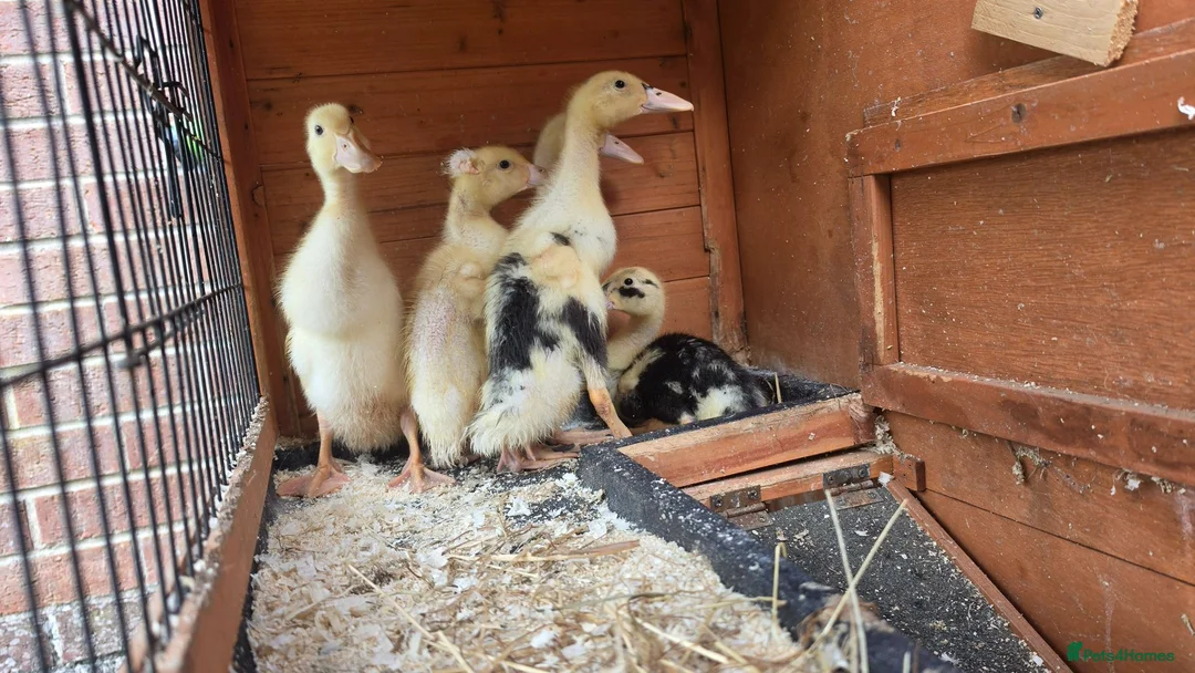 Ducks poultry for sale: Indian Runner Ducklings For Sale in Beverley - Advert 1