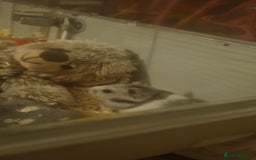 Hamster rodents for sale: Hamster and cage  - Advert 2