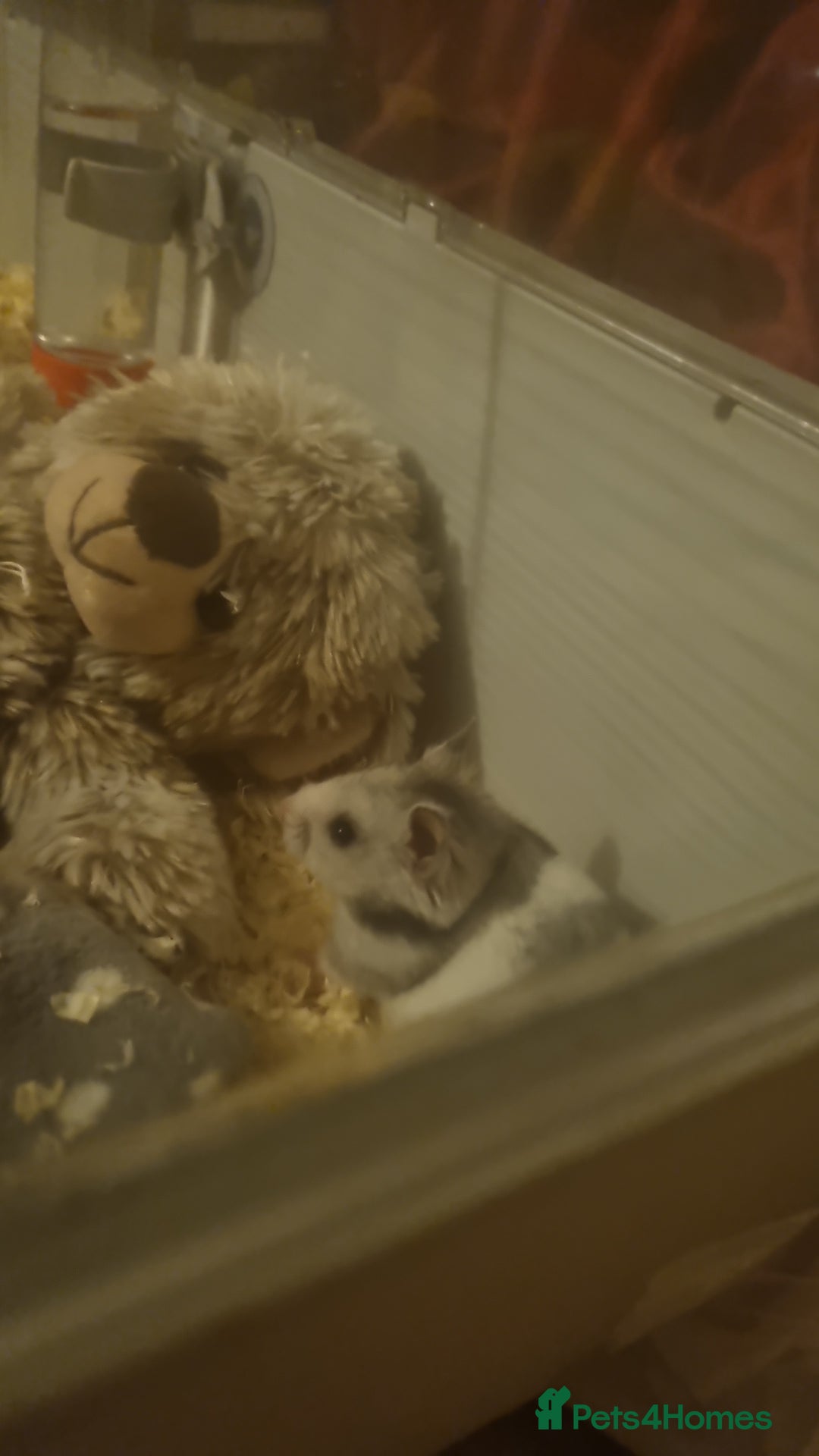 Hamster rodents for sale: Hamster and cage  - Advert 2