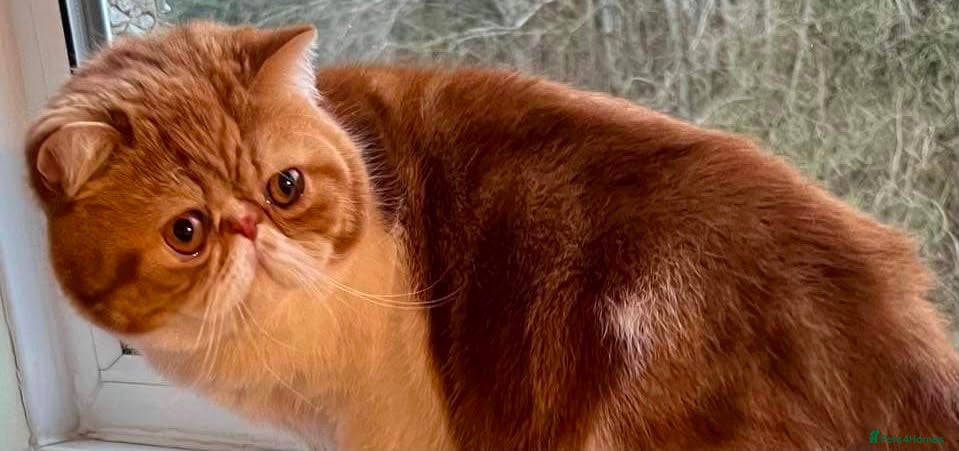Exotic cats Red Tabby and White Exotic Boy - Advert 1