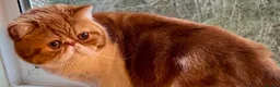 Exotic cats for sale: Red Tabby and White Exotic Boy - Advert 1