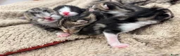 Mixed Breed cats for sale: 5 BEAUTIFUL KITTENS LOOKING FOR THEIR FOREVERHOMES in Worcester - Advert 10