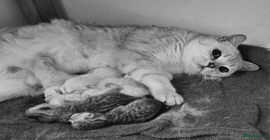 British Shorthair cats - Advert 10