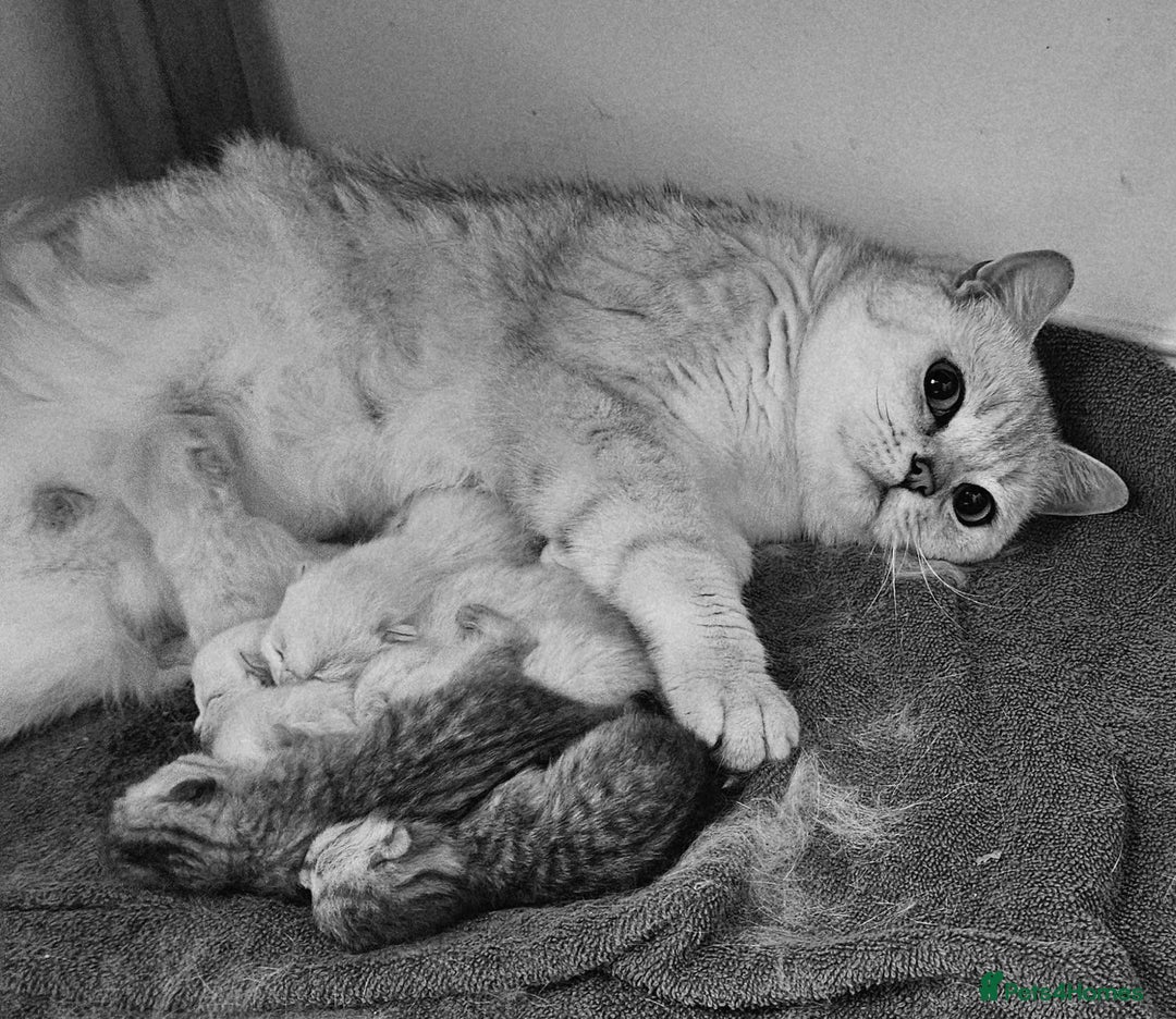 British Shorthair cats for sale: British Shorthair Kittens. Stunning 🩶 Silver - Image 14