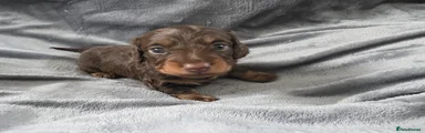 Miniature Dachshund Puppy 3