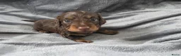 Miniature Dachshund dogs for sale: KC Miniature Dachshunds - Advert 13