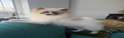 Pomeranian dogs for sale: Adorable Female Pomeranian puppy 7 months old - Advert 3