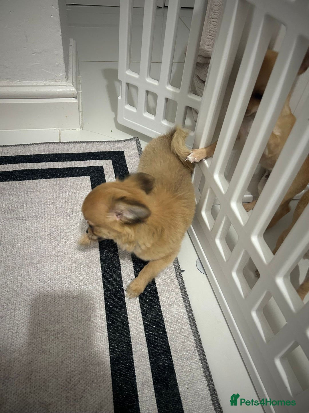 Chihuahua dogs for sale: Miniature chihuahua puppies (champion litter)  - Image 23
