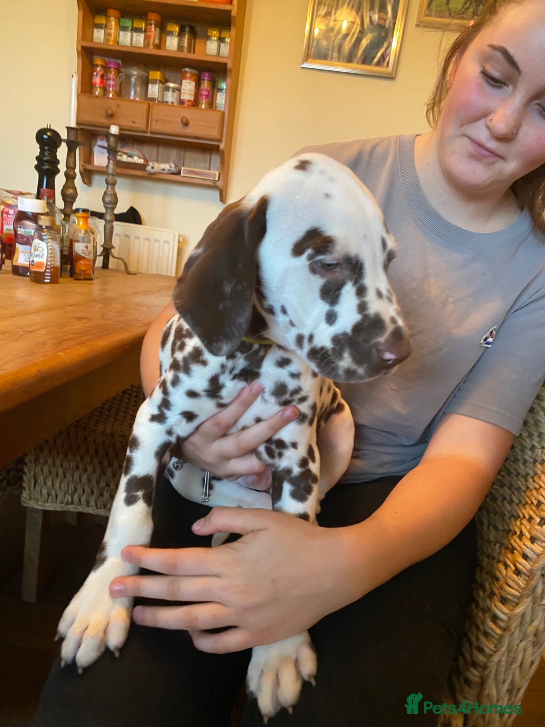 Dalmatian dogs for sale: Absolutely stunning liver puppy  - Image 37