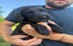 Cockapoo dogs for sale: F1 Cockapoo Puppy’s  - Image 9