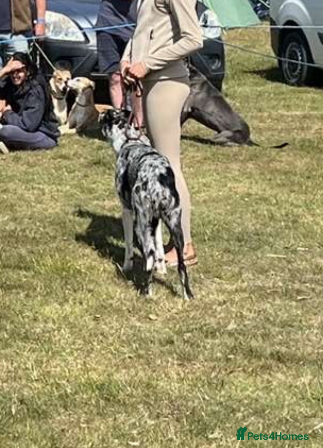 Deerhound dogs for stud: STUD  in Crook - Image 8