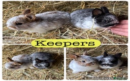 Netherland Dwarf rabbits for sale: Netherland dwarf babies  - Image 6