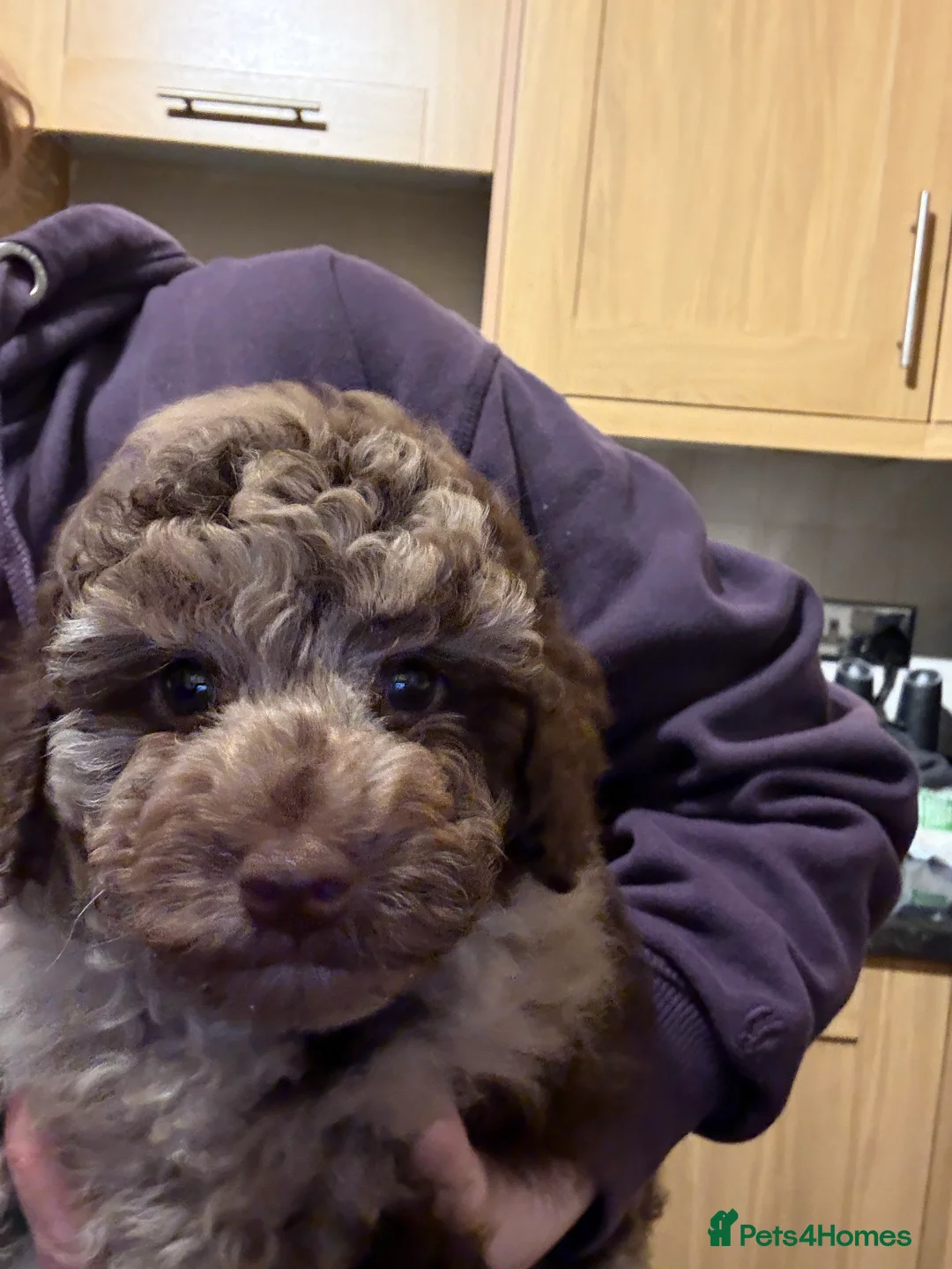 Cockapoo dogs for sale: Ready nowz stunning merle toy cockapoo pups  - Advert 2