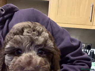 Cockapoo dogs (Only One left)Ready now merle toy cockapoo pups - Advert 3