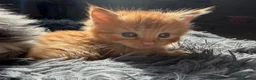 Mixed Breed cats for sale: Stunning kittens - Advert 11