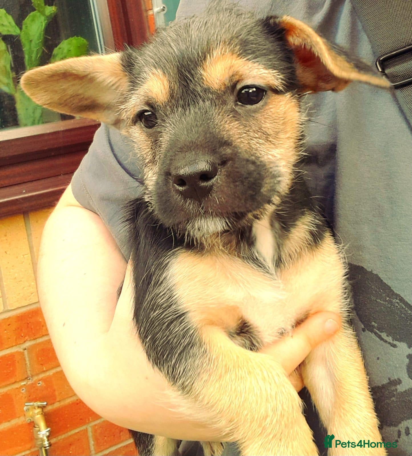 Mixed Breed dogs Frenchie cross puppies 9 weeks old  - Advert 17