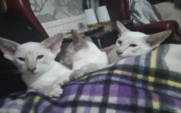 Siamese cats for sale: New lap needed for two GCCF male siamese kittens - Image 1