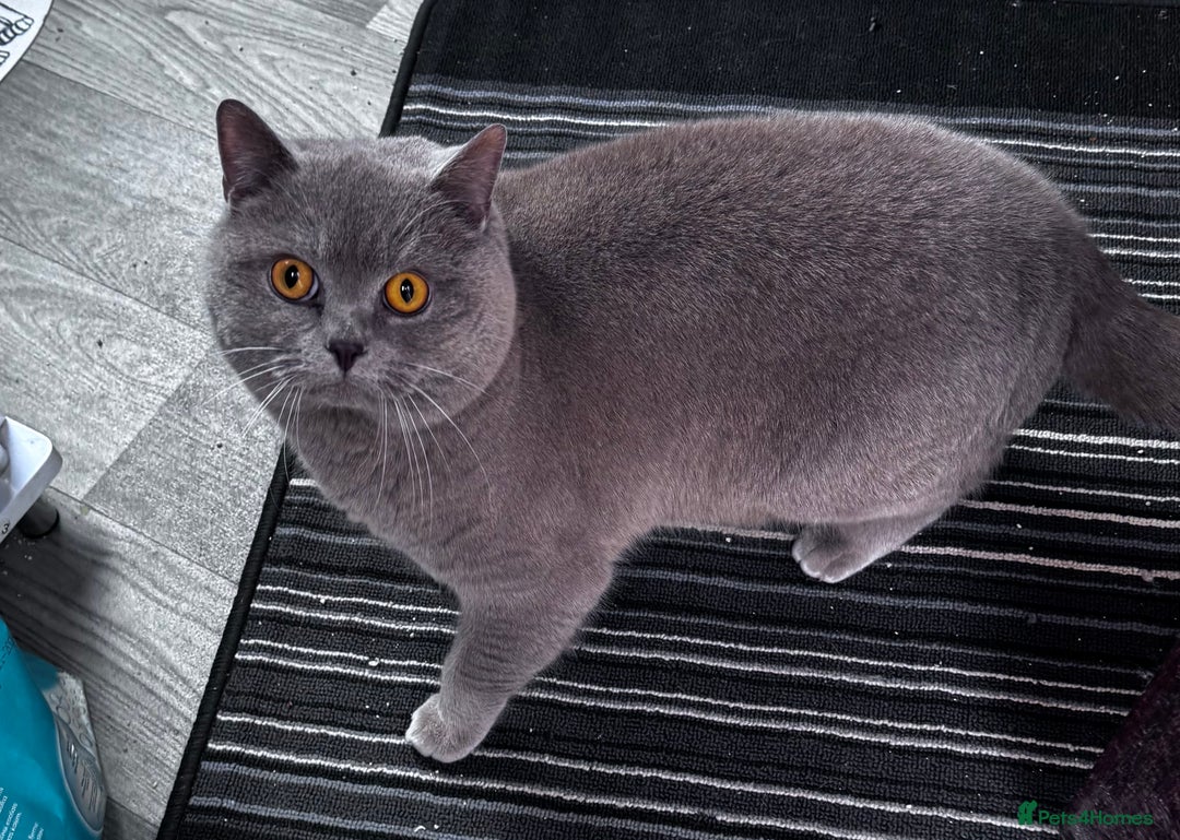 British Shorthair cats for stud: ⭐️LILAC STUD BOY ( GCCF, TICA REG )  in Preston - Image 5