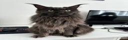Maine Coon cats for sale: Rehoming  - Advert 3