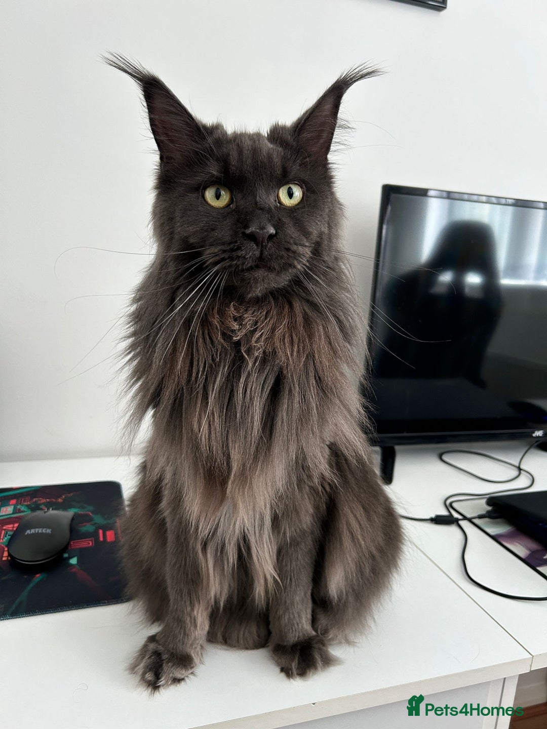 Maine Coon cats for sale: Rehoming  - Advert 3