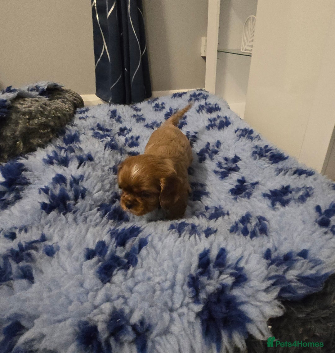 Cavalier King Charles Spaniel dogs for sale: Beautiful KC Registered. Health Tested Parents. - Advert 5