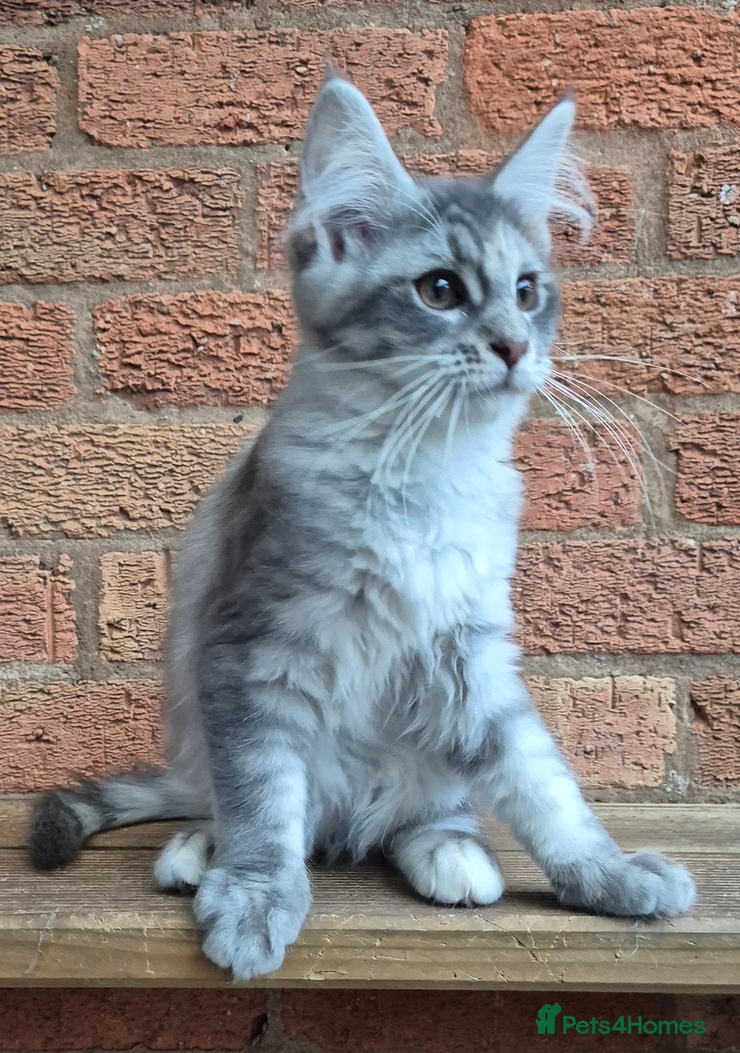Maine Coon cats for sale: 2 Boys 3 girls Maine Coones kittens - Advert 35