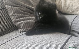 Pomeranian dogs for sale: Pomeranian Puppies For Sale - Image 5