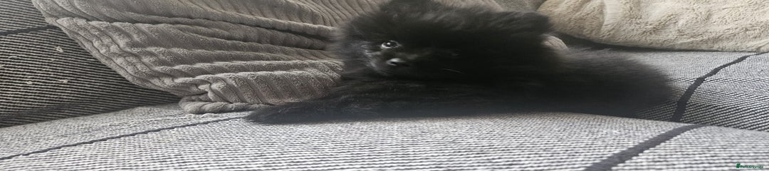 Boy 2
