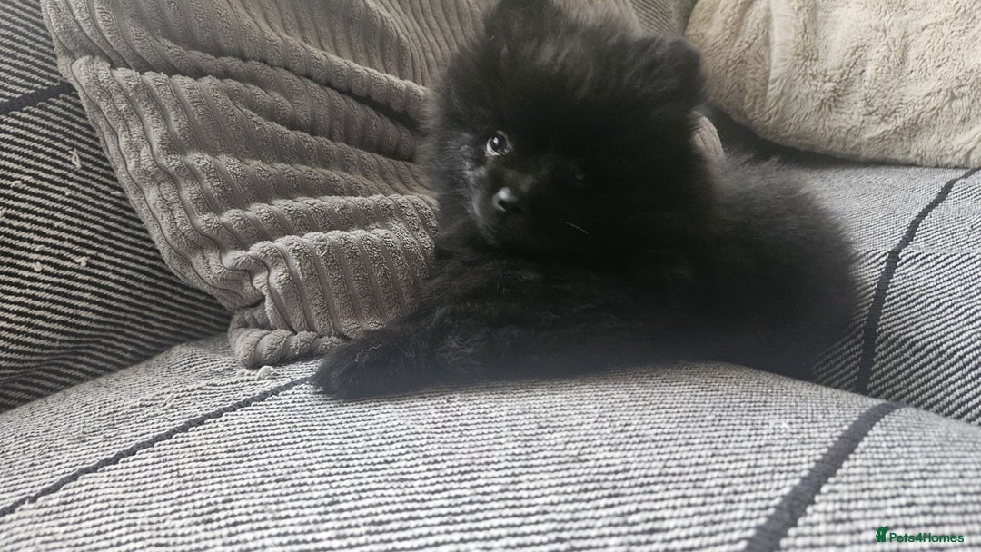 Pomeranian dogs for sale: Pomeranian Puppies For Sale - Image 5