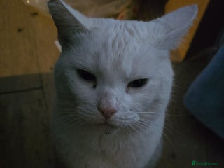 British Shorthair cats Lilly looking to a loving home - Advert 16