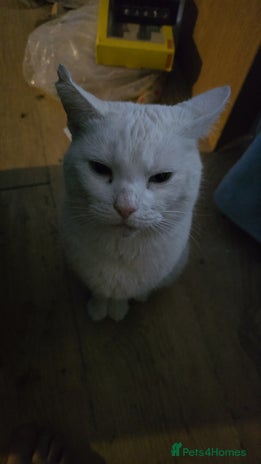 British Shorthair cats - Advert 1