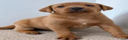 Labrador Retriever dogs for sale: Stunning KC Fox Red Boys & Girls Labradors  - Advert 5