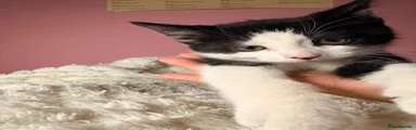 Digit (black and white tux male)