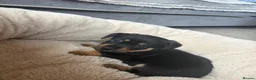 Jack Russell dogs for sale: Tan, Black and Tan puppies for sale  in Malton - Advert 3