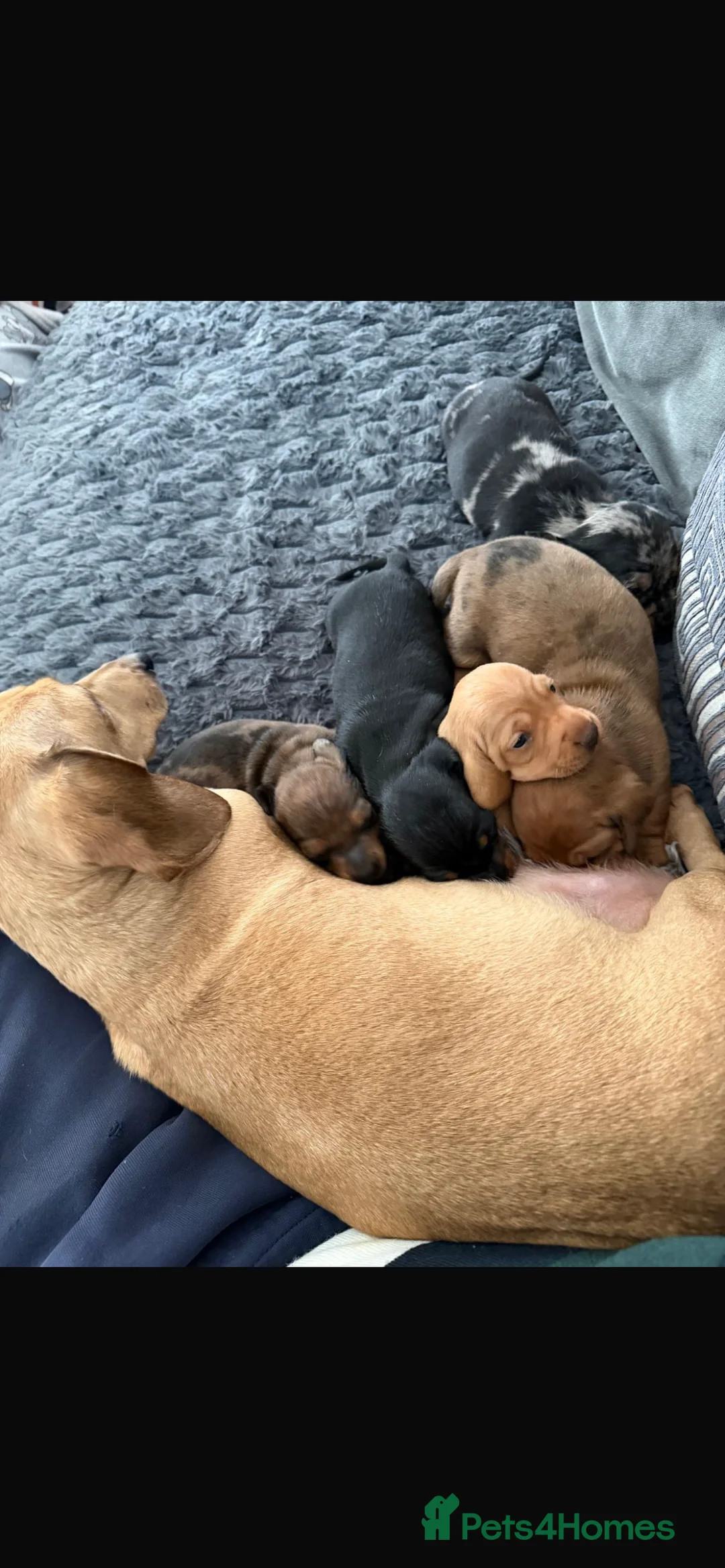 Miniature Dachshund dogs for sale: 4 female miniature dachshunds. - Advert 1