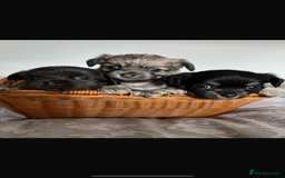 Chihuahua dogs for sale: Beautiful boy long hair Chihuahuas for sale  - Image 1