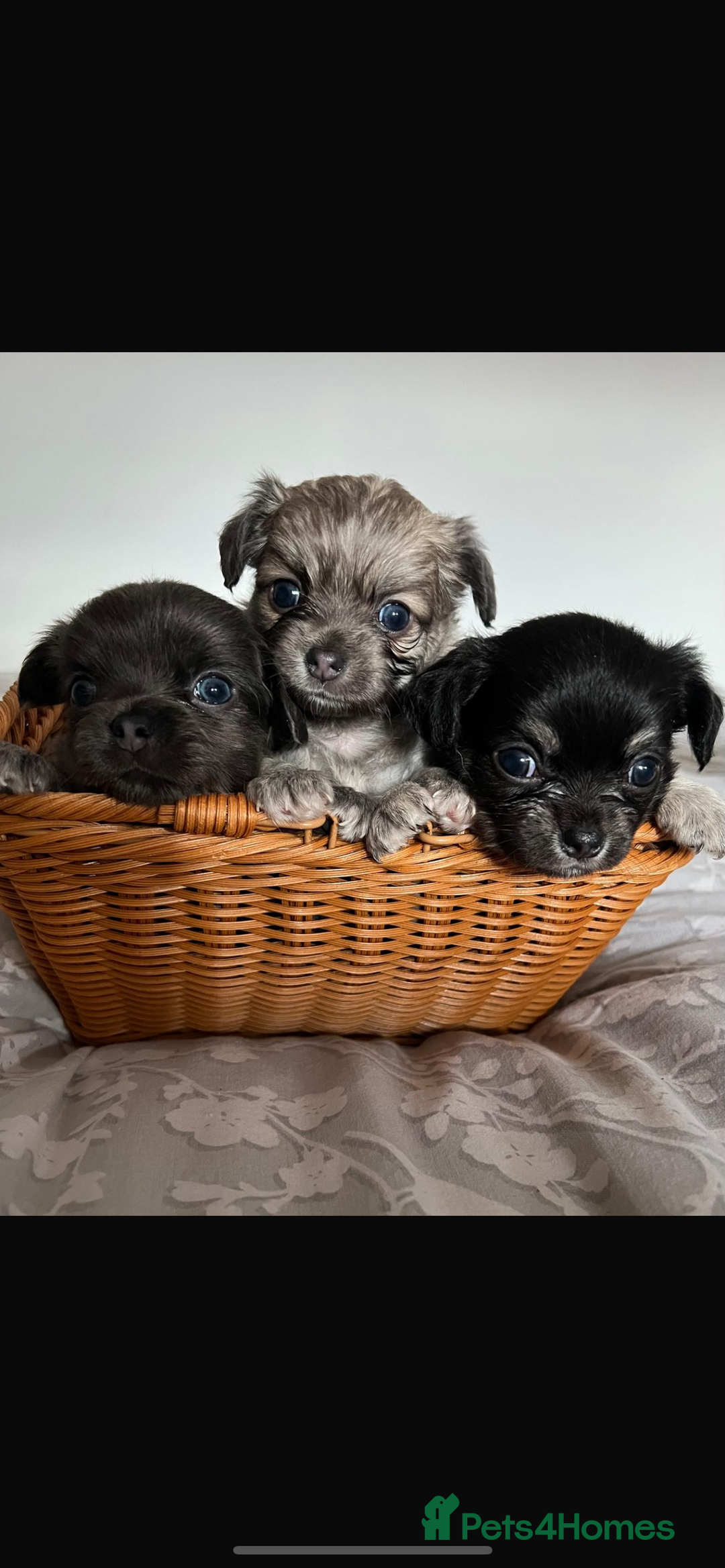 Chihuahua dogs for sale: Beautiful boy long hair Chihuahuas for sale  - Image 1