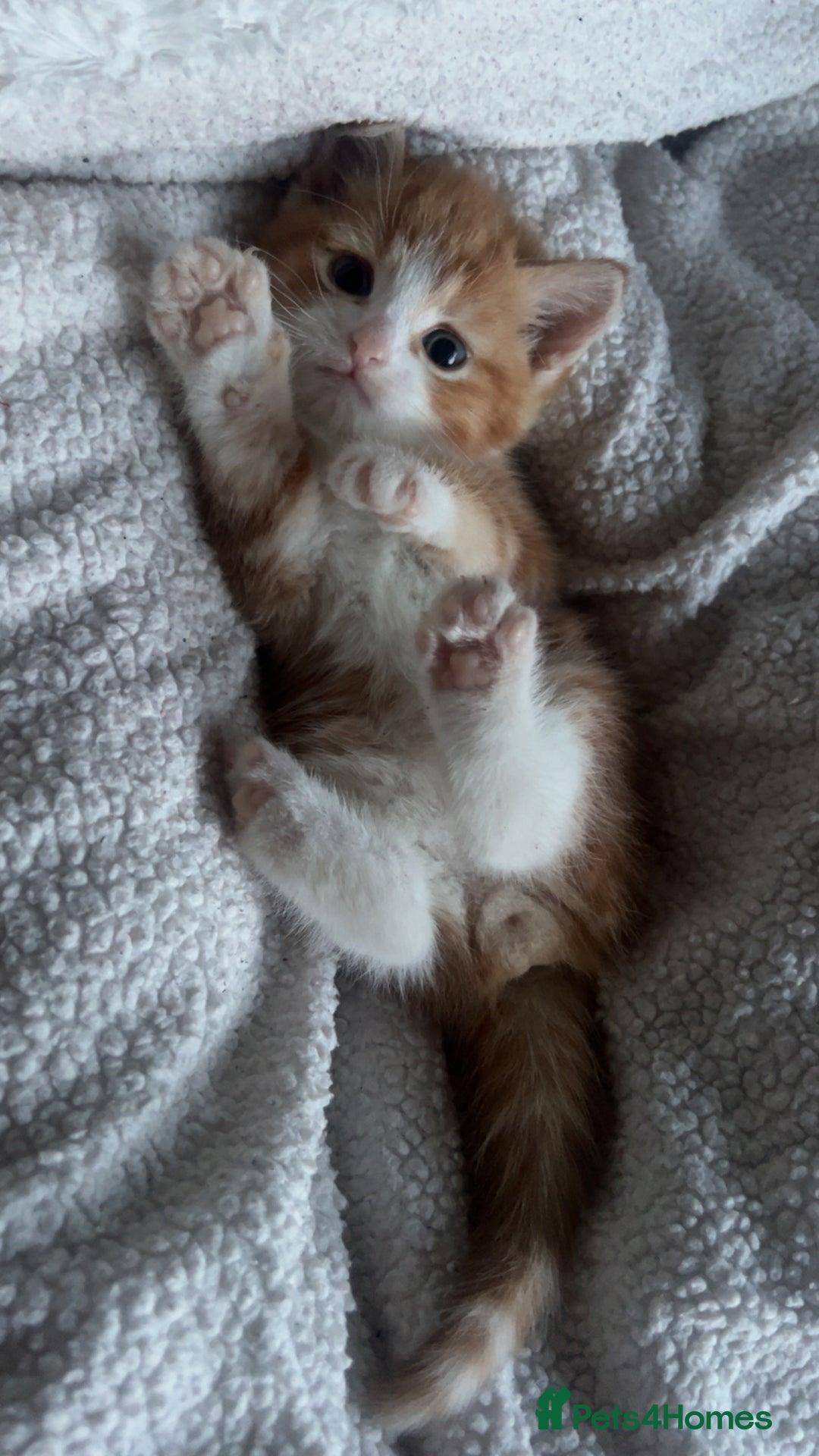 Mixed Breed cats for sale: GINGER KITTENS - Image 3