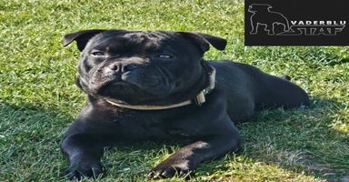 Staffordshire Bull Terrier dogs - Advert 6