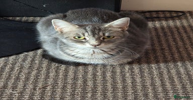 Scottish Fold cats - Advert 14